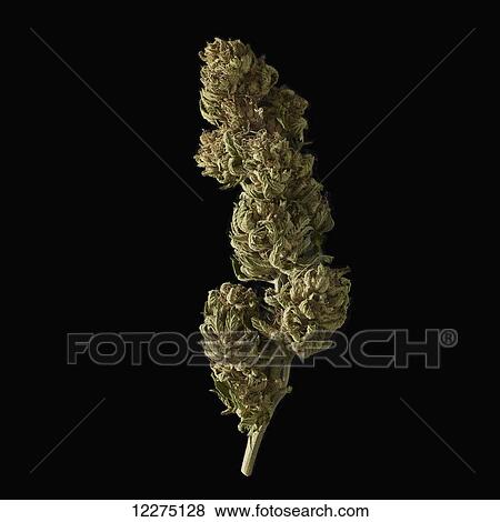 Bud of marijuana; Boston, Massachusetts, United States of America View Large Photo Image Stock Photo - Bud of marijuana; Boston, Massachusetts, United States of America. Fotosearch