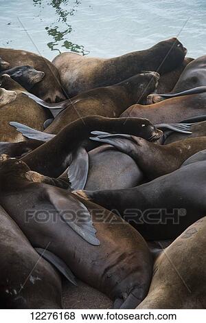 California Sea Lions (Zalophus californianus) nap on the riverfront; Astoria, Oregon, United States of America View Large Photo Image Stock Photo - California Sea Lions (Zalophus californianus) nap on the riverfront; Astoria, Oregon, United States of America. Fotosearch