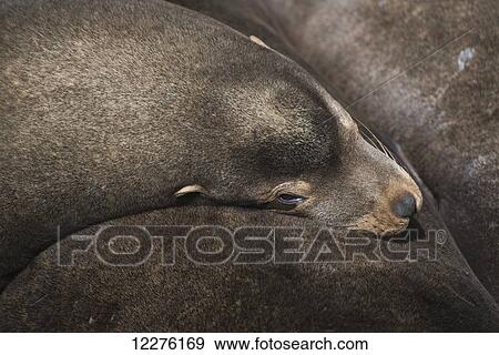 Stock Photo - California Sea Lions (Zalophus californianus) nap on the riverfront; Astoria, Oregon, United States of America. Fotosearch