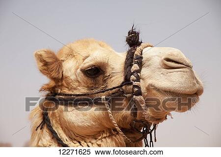 Stock Photography - Camel; Petra, Jordan. Fotosearch