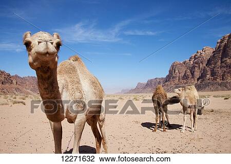 Stock Image - Camels; Wadi Rum, Jordan. Fotosearch