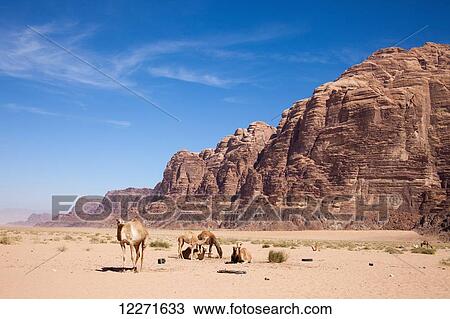 Stock Image - Camels; Wadi Rum, Jordan. Fotosearch