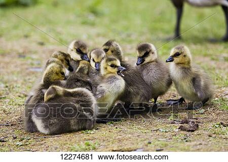 Stock Image - Canada Goose (Branta canadensis) goslings at Cheney Lake; Anchorage, Alaska, United States of America. Fotosearch