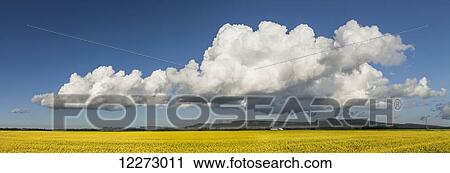 Canola field with blue sky and cloud; Thunder Bay, Ontario, Canada View Large Photo Image Stock Image - Canola field with blue sky and cloud; Thunder Bay, Ontario, Canada. Fotosearch