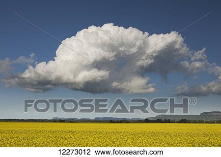 Stock Image - Canola field with blue sky and cloud; Thunder Bay, Ontario, Canada. Fotosearch