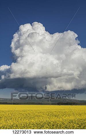 Canola field with blue sky and cloud; Thunder Bay, Ontario, Canada View Large Photo Image Stock Image - Canola field with blue sky and cloud; Thunder Bay, Ontario, Canada. Fotosearch