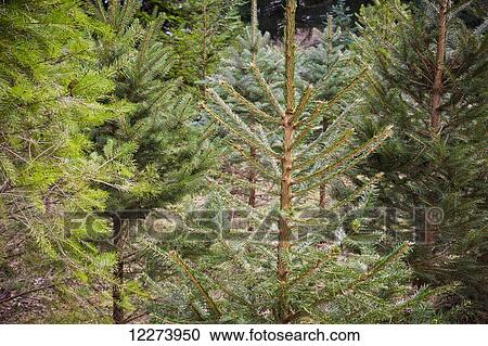 Stock Image - Christmas tree farm; Yarrow, British Columbia, Canada. Fotosearch