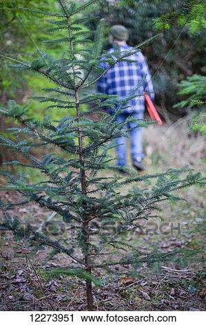 Stock Image - Christmas tree hunt; Yarrow, British Columbia, Canada. Fotosearch