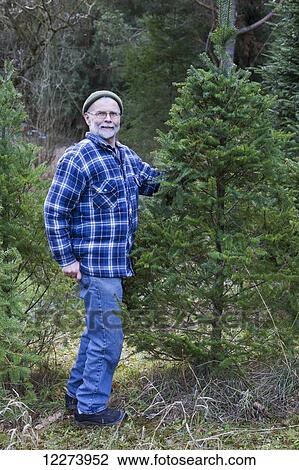 Christmas tree hunt; Yarrow, British Columbia, Canada View Large Photo Image Stock Image - Christmas tree hunt; Yarrow, British Columbia, Canada. Fotosearch