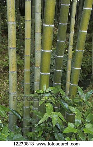Close up image of bamboo tree trunks; Arashiyama, Kyoto, Japan View Large Photo Image Stock Image - Close up image of bamboo tree trunks; Arashiyama, Kyoto, Japan. Fotosearch