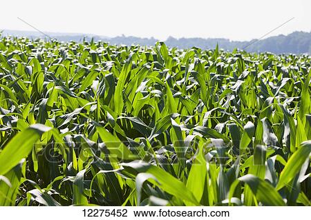 Close up of a corn field; Lancaster, Pennsylvania, United States of America View Large Photo Image Stock Image - Close up of a corn field; Lancaster, Pennsylvania, United States of America. Fotosearch
