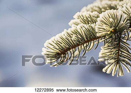 Close up of a frosted evergreen tree branch; Calgary, Alberta, Canada View Large Photo Image Stock Photography - Close up of a frosted evergreen tree branch; Calgary, Alberta, Canada. Fotosearch