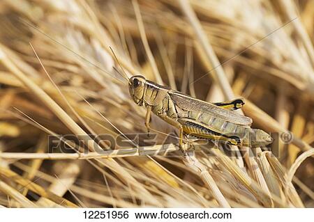 Close up of a grasshopper on ripe cut wheat; Alberta, Canada View Large Photo Image Stock Photograph - Close up of a grasshopper on ripe cut wheat; Alberta, Canada. Fotosearch