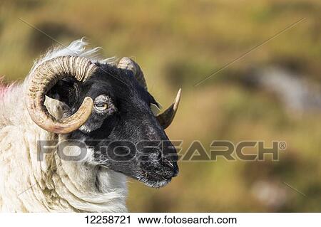 Close up of a ram sheep with horns; County Galway, Ireland View Large Photo Image Stock Image - Close up of a ram sheep with horns; County Galway, Ireland. Fotosearch