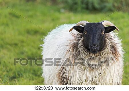 Close up of a sheep in a grass field; County Galway, Ireland View Large Photo Image Stock Image - Close up of a sheep in a grass field; County Galway, Ireland. Fotosearch