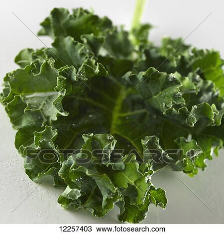 Stock Image - Close up of a single leaf of Kale on a white background. Fotosearch