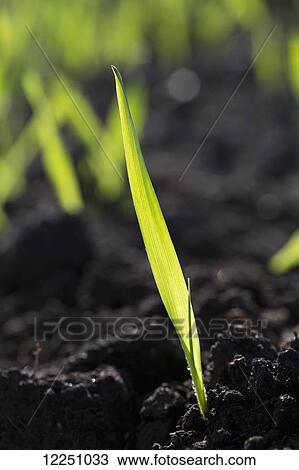 Stock Image - Close up of a single leaf seedling grain; Alberta, Canada. Fotosearch