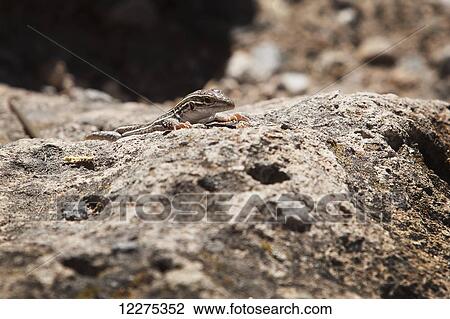 Stock Image - Close up of a small lizard on a rock; United States of America. Fotosearch