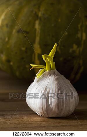 Picture - Close up of a sprouted garlic bulb on a wooden board and green squash background; Calgary, Alberta, Canada. Fotosearch