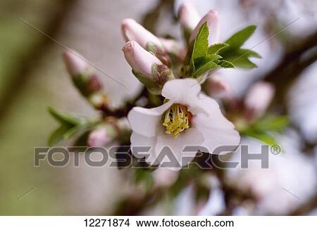 Picture - Close up of almond blossoms in full spring blossom stage; Modesto, California. Fotosearch