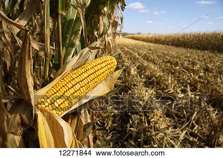 Close up of an ear of harvest-ready grain corn on the stalk, with the husk pulled back, near Sioux City; Iowa, United States of America View Large Photo Image Picture - Close up of an ear of harvest-ready grain corn on the stalk, with the husk pulled back, near Sioux City; Iowa, United States of America. Fotosearch