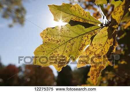 Close up of autumn coloured oak leaves with the sun peaking through the leaves and backlit from the sun; United States of America View Large Photo Image Stock Photography - Close up of autumn coloured oak leaves with the sun peaking through the leaves and backlit from the sun; United States of America. Fotosearch