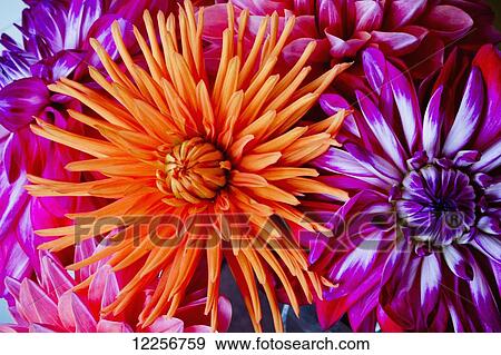 Close up of blossoming flowers; British Columbia, Canada View Large Photo Image Stock Photo - Close up of blossoming flowers; British Columbia, Canada. Fotosearch