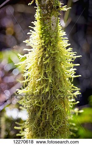 Stock Photo - Close up of bright green foliage on a tree; Chilliwack, British Columbia, Canada. Fotosearch