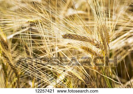 Close up of golden ripe barley heads; Alberta, Canada View Large Photo Image Stock Image - Close up of golden ripe barley heads; Alberta, Canada. Fotosearch
