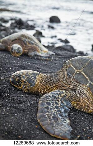 Close up of Hawaiian Green Sea Turtle, Punaluu Black Sand Beach; Island of Hawaii, Hawaii, United States of America View Large Photo Image Stock Photo - Close up of Hawaiian Green Sea Turtle, Punaluu Black Sand Beach; Island of Hawaii, Hawaii, United States of America. Fotosearch