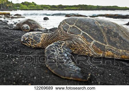 Stock Photo - Close up of Hawaiian Green Sea Turtle, Punaluu Black Sand Beach; Island of Hawaii, Hawaii, United States of America. Fotosearch