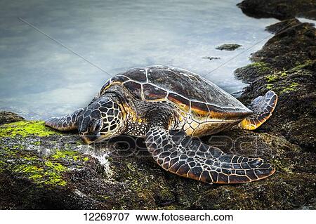 Close up of Hawaiian Green Sea Turtle (Chelonia mydas) at tide pool in Kaloko-Honokohau National Historical Park; Island of Hawaii, Hawaii, United States of America View Large Photo Image Stock Photo - Close up of Hawaiian Green Sea Turtle (Chelonia mydas) at tide pool in Kaloko-Honokohau National Historical Park; Island of Hawaii, Hawaii, United States of America. Fotosearch