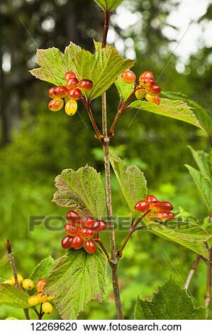 Close up of highbush cranberry, Kenai Wildlife Refuge; Alaska, United States of America View Large Photo Image Stock Image - Close up of highbush cranberry, Kenai Wildlife Refuge; Alaska, United States of America. Fotosearch