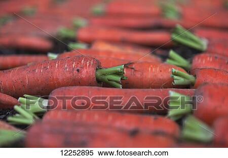 Stock Photography - Close up of organic carrots from a home garden, Kodiak, Alaska. Fotosearch