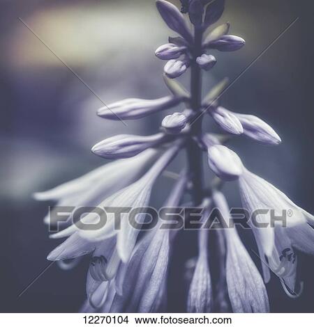 Close up of purple blossoms; Prague, Czech Republic View Large Photo Image Picture - Close up of purple blossoms; Prague, Czech Republic. Fotosearch