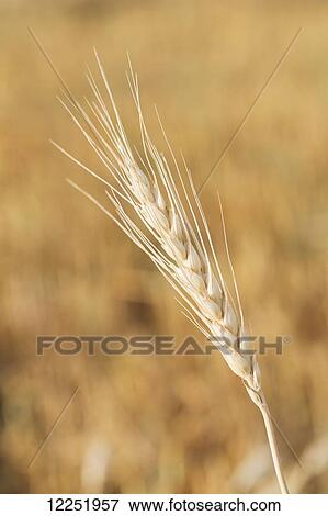 Stock Photo - Close up of ripe wheat head in a field; Alberta, Canada. Fotosearch