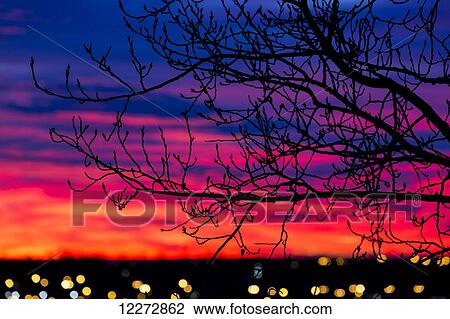 Close up of silhouetted tree branches with dramatically colourful clouds at sunrise with blurred city lights; Calgary, Alberta, Canada View Large Photo Image Stock Image - Close up of silhouetted tree branches with dramatically colourful clouds at sunrise with blurred city lights; Calgary, Alberta, Canada. Fotosearch