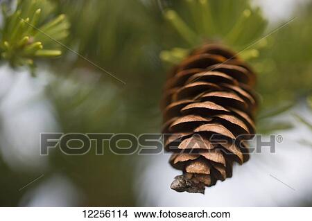 Picture - Close up of spruce tree cone and needles; Ontario, Canada. Fotosearch