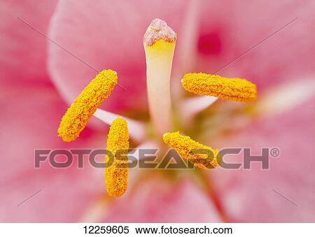 Stock Photography - Close up of stamen and filament of lily; Quebec, Canada. Fotosearch