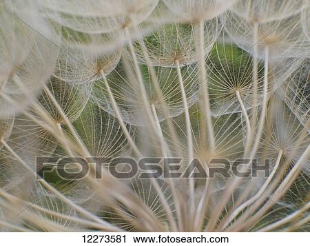 Stock Image - Close up of Yellow Goatsbeard (Tragopogon pratensis), a plant that looks like a giant dandelion head when it goes to seed; Capanuccia, Florence, Italy. Fotosearch