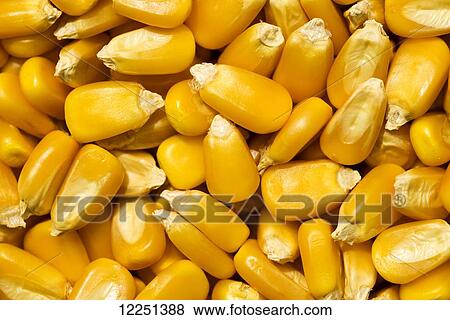 Close up of yellow grain corn kernels after harvest View Large Photo Image Stock Photo - Close up of yellow grain corn kernels after harvest. Fotosearch