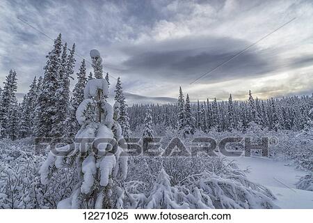 Stock Photography - Clouds and mist envelop the mountains while snow covers the trees and shrubs during winter along the Annie Lake Road, near Whitehorse; Yukon, Canada. Fotosearch