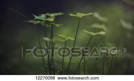 Stock Photo - Clover; Sharon Valley, Israel. Fotosearch