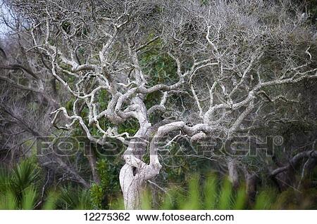 Coastal tree with very crooked branches and shaped by the wind; United States of America View Large Photo Image Stock Image - Coastal tree with very crooked branches and shaped by the wind; United States of America. Fotosearch