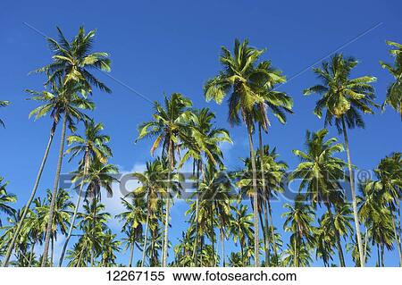 Stock Photography - Coconut Grove; Wailua, Kauai, Hawaii, United States of America. Fotosearch