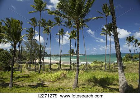 Coconut palms and beach at Hauola City of Refuge, Historical site; Wailua, Kauai, Hawaii, United States of America View Large Photo Image Stock Photo - Coconut palms and beach at Hauola City of Refuge, Historical site; Wailua, Kauai, Hawaii, United States of America. Fotosearch