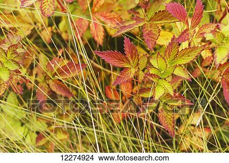 Coloured leaves, wild raspberry, at the end of the summer season; Edmonton, Alberta, Canada View Large Photo Image Picture - Coloured leaves, wild raspberry, at the end of the summer season; Edmonton, Alberta, Canada. Fotosearch