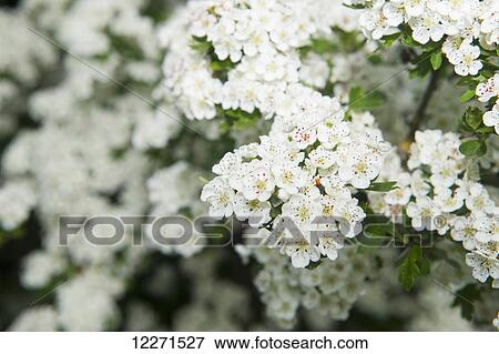 Stock Photo - Common Hawthorn (Crataegus monogyna) blossom in spring; England. Fotosearch