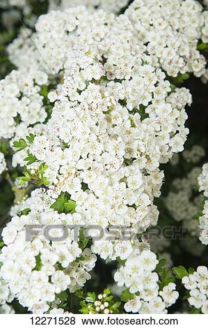 Stock Photo - Common Hawthorn (Crataegus monogyna) blossom in spring; England. Fotosearch