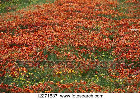 Stock Photo - Common Poppy (Papaver rhoeas) covering an arable field; North Yorkshire, England. Fotosearch